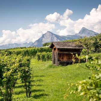 Vines of the Bünder Herrschaft © Heidiland Tourism