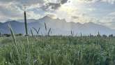 A view across a summer meadow toward the sunrise over the Falknis