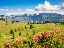 Lush summer meadow on the Flumserberg