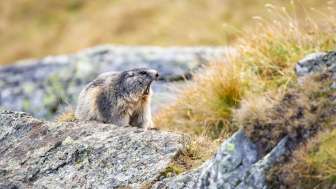 Wild marmot observation Whistling marmot sitting on a stone