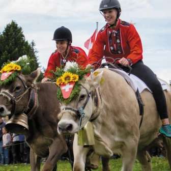 Cow Race 03aa7e69