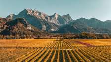 Gold-colored vines in the Bündner Herrschaft. The striking peak of the Falknis can be seen in the background.