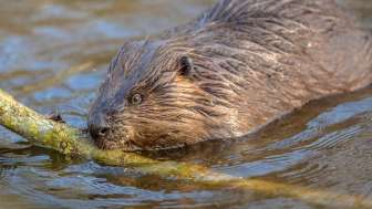 Wildlife observation Beaver