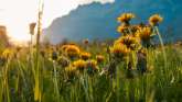 2025, sunset, mountains, flowers, flower meadow, Churfirsten, spring, landscape and nature, dandelions, sunset, meadow, clouds