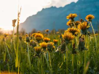 2025, sunset, mountains, flowers, flower meadow, Churfirsten, spring, landscape and nature, dandelions, sunset, meadow, clouds