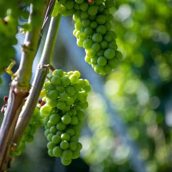 Vines