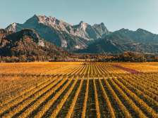 Gold-colored vines in the Bündner Herrschaft. The striking peak of the Falknis can be seen in the background.