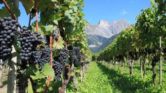 Vineyards in the Bündner HerrschaftHolidu ID