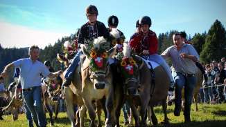 Cow racing on the Flumserberg Cow racing on the Flumserberg