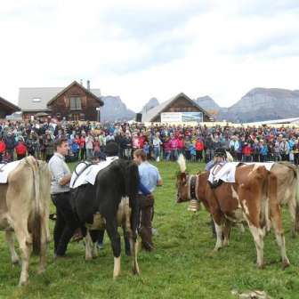 Cow Race Alpine Cheese b8a8a92e