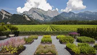 Davaz Winery