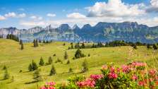 Lush summer meadow on the Flumserberg