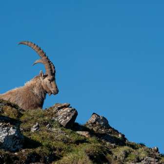 Ibex © Heidiland Tourism