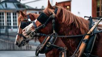 Taminaschlucht (Tamina Gorge) Horse-drawn carriage ride