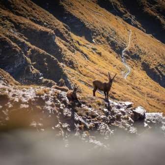 Ibexes © Thomas Kessler Visuals