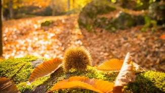 Chestnut trail_Murgtal Chestnut trail, chestnuts, golden fall, forest, Murg valley, walk, chestnuts, Murg, leaves