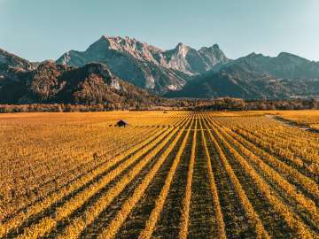 Vines_Bündner Herrschaft_Autumn Fläsch, autumn colors, Falknis, vines, Bündner Herrschaft
