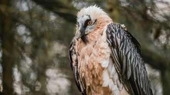 Wildlife watching bearded vultures and golden eagles