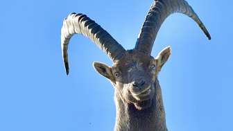 Ibex © Heidiland Tourism