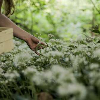Picking wild garlic