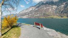 2025, bench, tree, mountains, birch, forsythia, forsythia tree, spring, yellow, landscape and nature, Easter tree, red bench, lake, bench, walking, Lake Walen, water, path, clouds