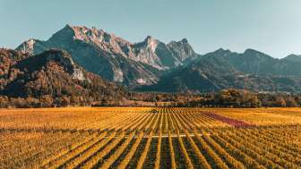 Golden fall in the Bündner Herrschaft Gold-colored vines in the Bündner Herrschaft. The striking peak of the Falknis can be seen in the background.