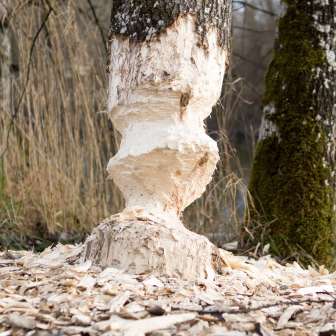 Tree trunk beaver © Heidiland Tourism