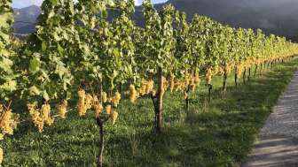 Luzi Boner organic viticulture and distillery