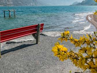 2025, outlook, view, bench, mountains, forsythia, forsythia tree, spring, yellow, landscape and nature, Easter tree, red bench, lake, bench, diving tower, stones, shore, Lake Walen, water, waves, clouds