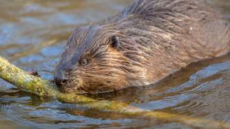 Beaver © Heidiland Tourism