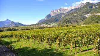 Winery Anjan Boner