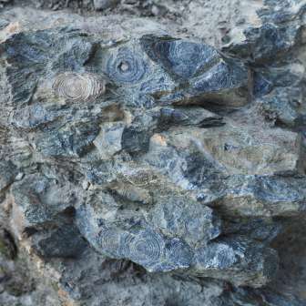 Nummulites; © Alpinasol.ch