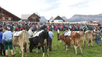 Alpine market Flumserberg and Kuhrennen