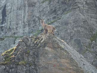Ibex in the Graue Hörner closed hunting area near Weisstannen
