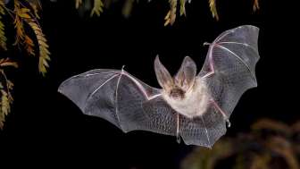 Wildlife observation bat