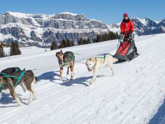 Husky tour Flumserberg dogs, husky, husky tours, dog sledding