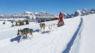Husky sledging on the Flumserberg