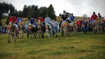 Flumserberg Alpine Cheese Market and Cow Race d093156a
