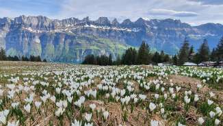 Mountain spring on the Flumserberg Mountain spring, mountain flowers