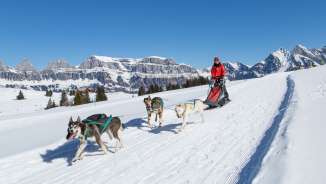dogs, husky, husky tours, dog sledding