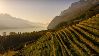 Vineyard_Walenstadt_Autumn Vineyard, Walenstadt, Golden Autumn, Walensee, mountains, Walendstadt, vines, St.Gallen wine