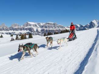 dogs, husky, husky tours, dog sledding