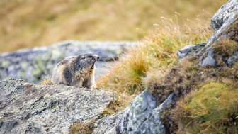 Wildlife watching Marmot