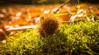 Chestnut forest Murg