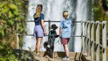Two women admire a waterfall. A black and white dog can also be seen.