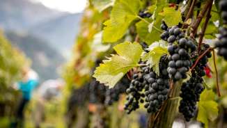 wimmel_buendner_herrschaft Vines with ripe grapes, photographed during the grape harvest in the Bündner Herrschaft region