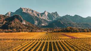 Gold-colored vines in the Bündner Herrschaft. The striking peak of the Falknis can be seen in the background.