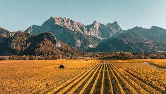 Vines_Bündner Herrschaft_Autumn Fläsch, autumn colors, Falknis, vines, Bündner Herrschaft