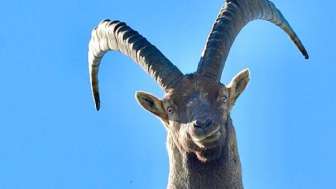 Wildlife watching Ibex, deer, chamois and co.