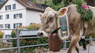 Alpine descent Mels 2024 Alpine cattle drive, cows, Mels